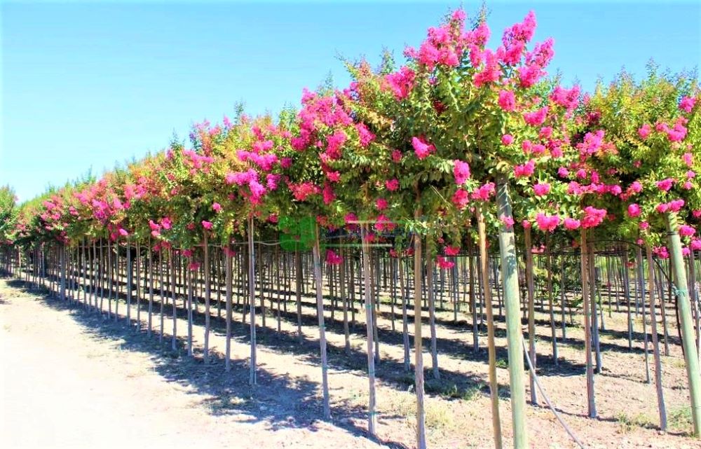 Lagerstroemia planta naturala