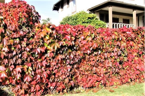 Vitacanadiana-plante-naturale-la-comanda