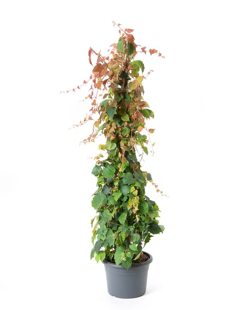 Vitacanadiana-plante-naturale-la-comanda-1