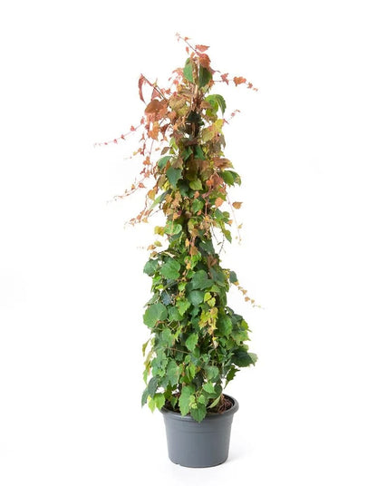 Vitacanadiana-plante-naturale-la-comanda-1