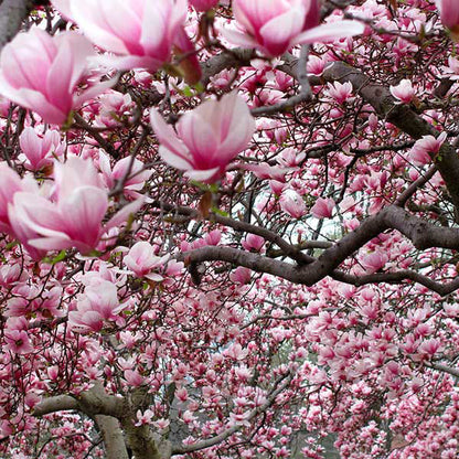 magnolie-roz-plante-naturale-la-comanda-1