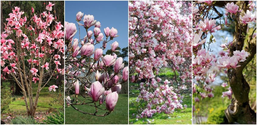 magnolie-roz-plante-naturale-la-comanda-2