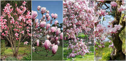 magnolie-roz-plante-naturale-la-comanda-2