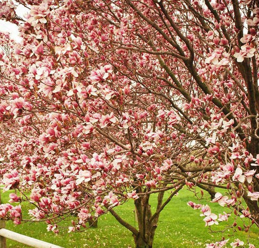 magnolie-roz-plante-naturale-la-comanda