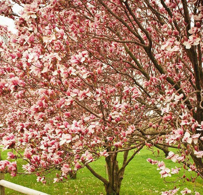 magnolie-roz-plante-naturale-la-comanda
