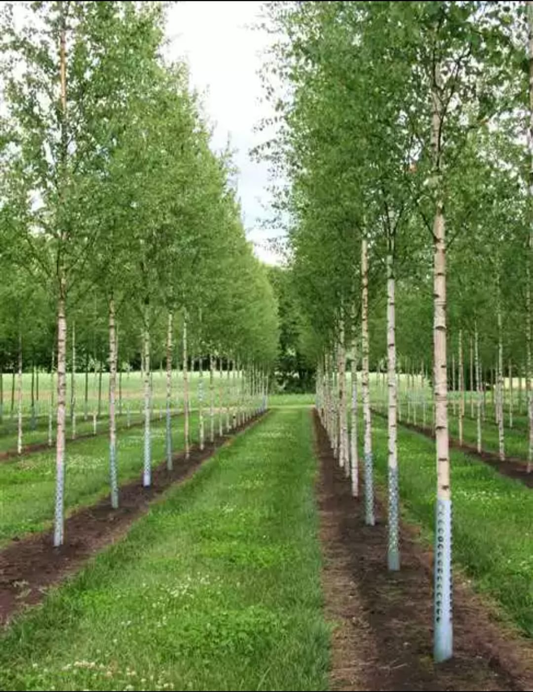 mesteacan-plante-naturale-la-comanda-mili-garden-2
