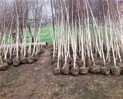 mesteacan-plante-naturale-la-comanda-mili-garden-1
