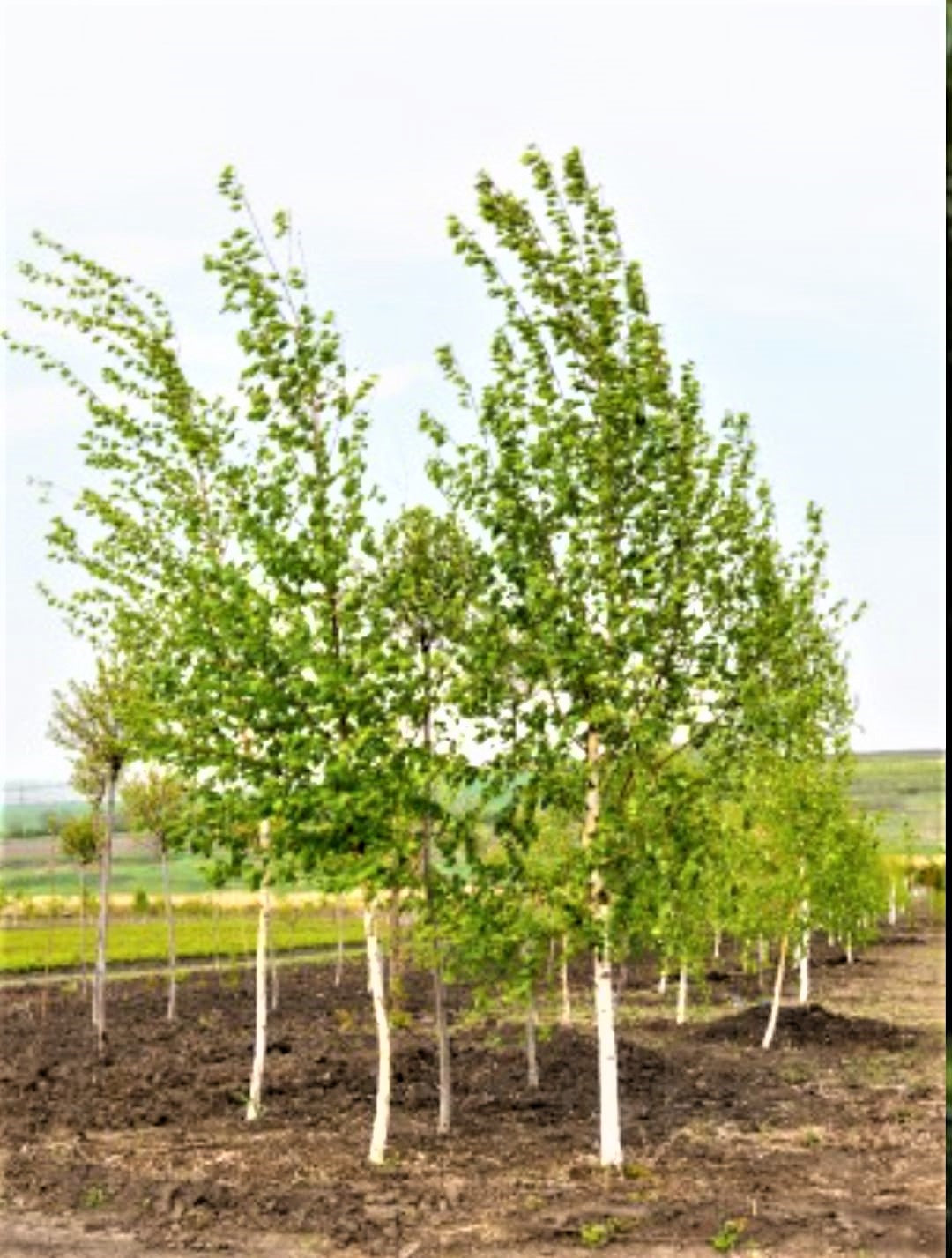 mesteacan-plante-naturale-la-comanda